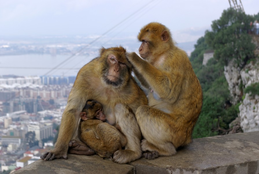 Gibraltar Barbary Macaques BW 2015-10-26 14-07-28