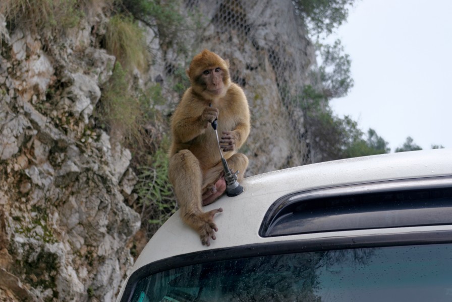 Gibraltar Barbary Macaques BW 2015-10-26 14-10-37