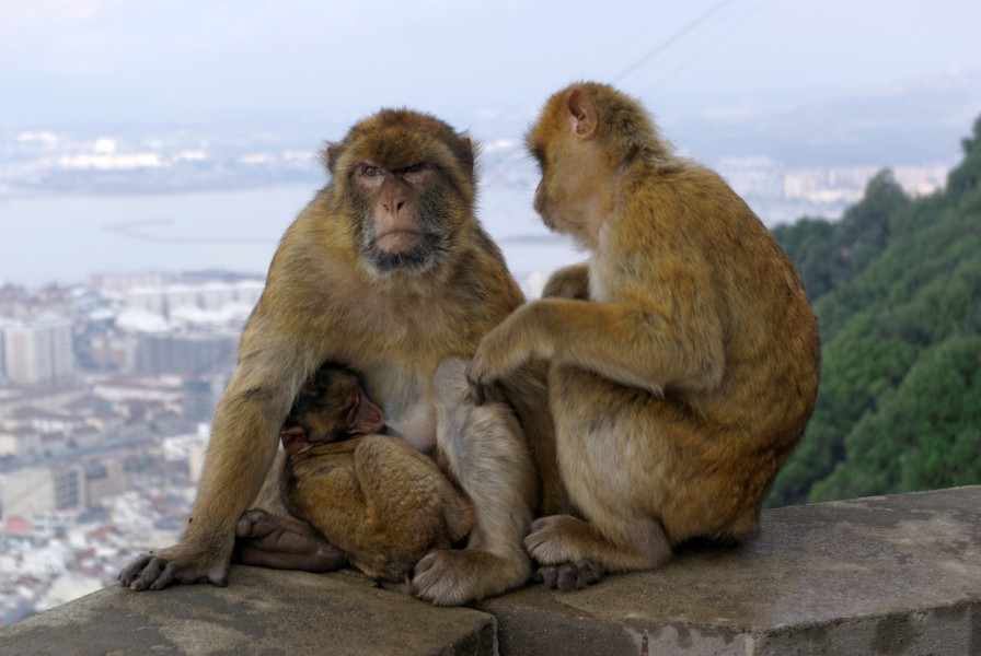 Gibraltar BW 2015-10-26 14-08-11
