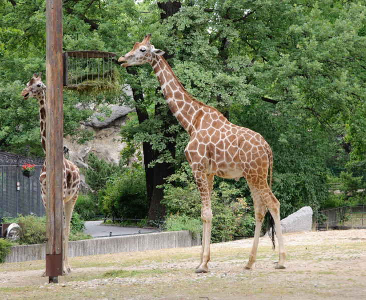 Giraffe - Berlin zoo