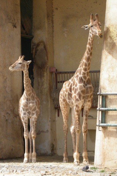 Giraffe - Lisbon zoo