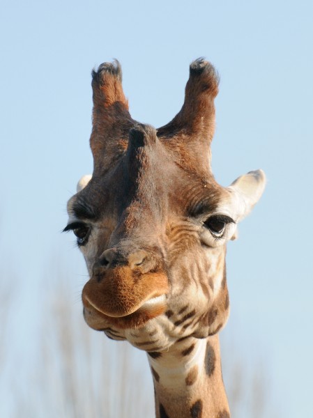 Giraffe, Giraffa camelopardalis 7