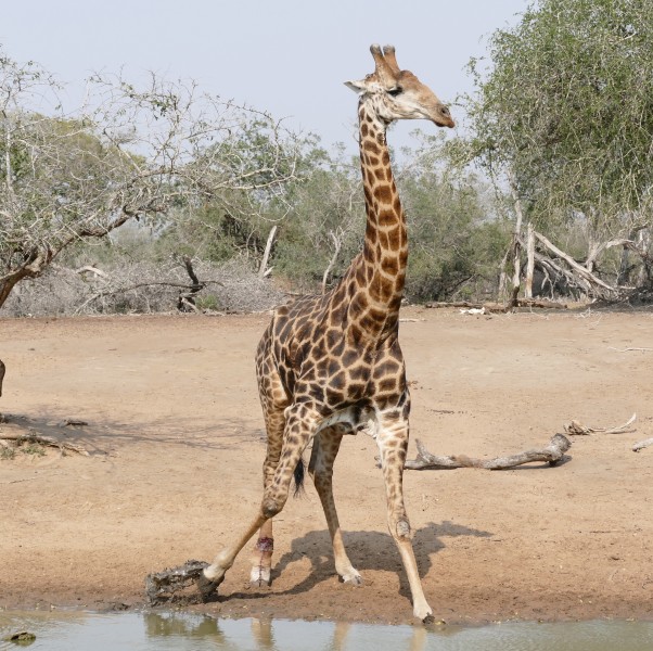 Giraffe (Giraffa camelopardalis) at waterhole ... (32163779975)