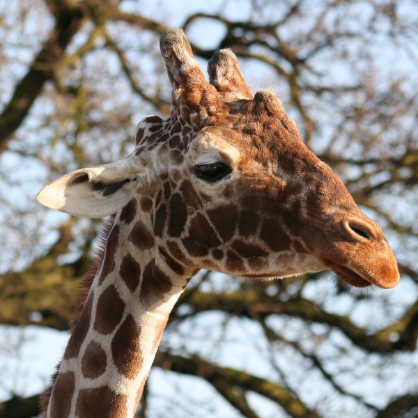 Giraffe head by Keven Law