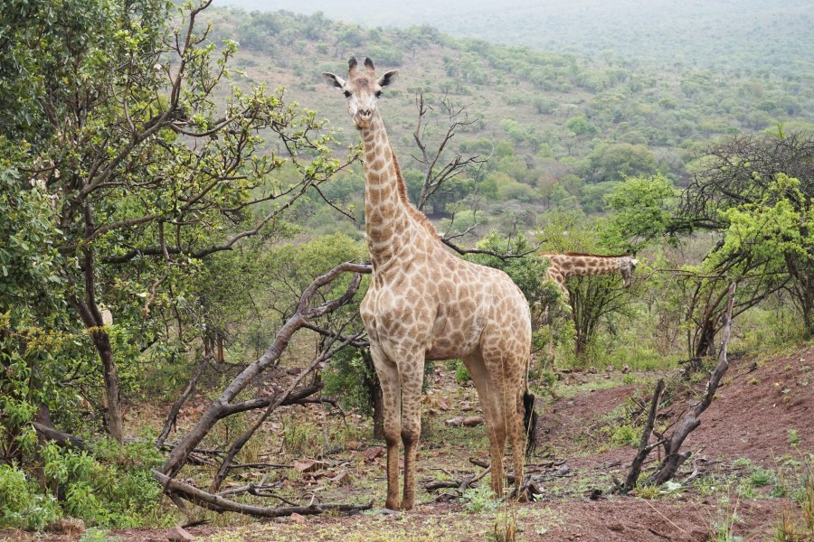Giraffe in Zulu Nyala Reserve 02
