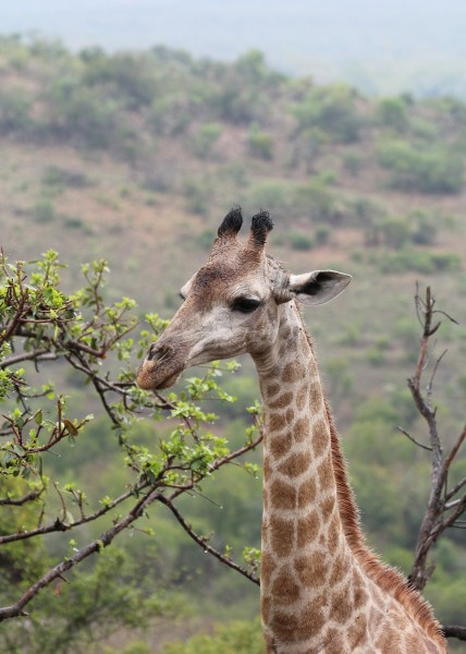 Giraffe in Zulu Nyala Reserve 03