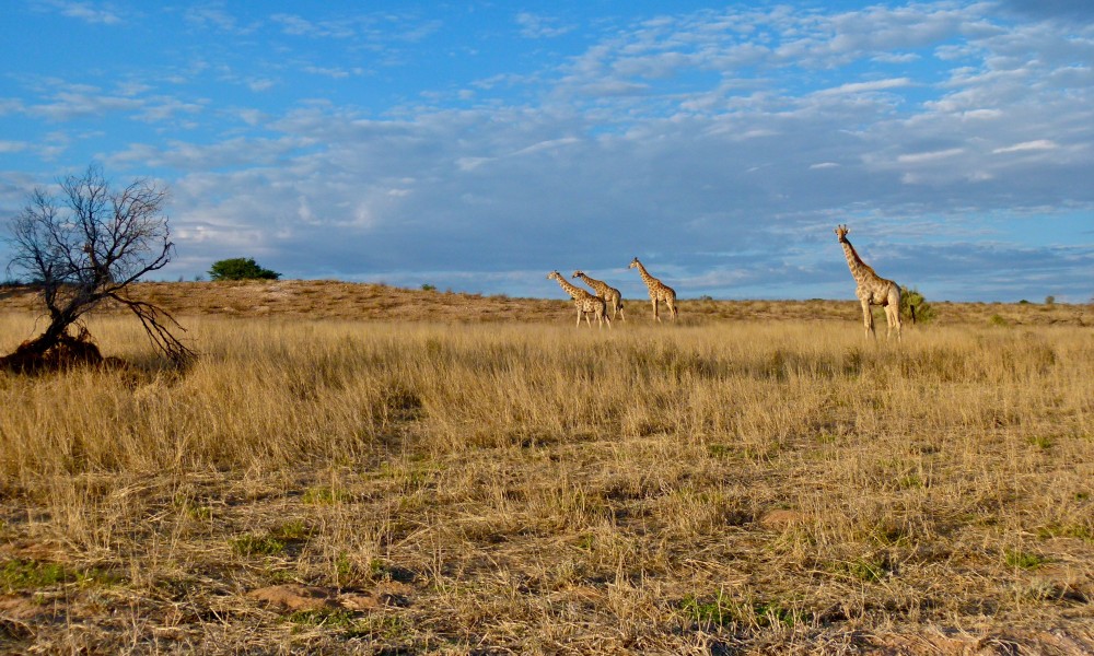 Giraffes (Giraffa camelopardalis) (6516556673)