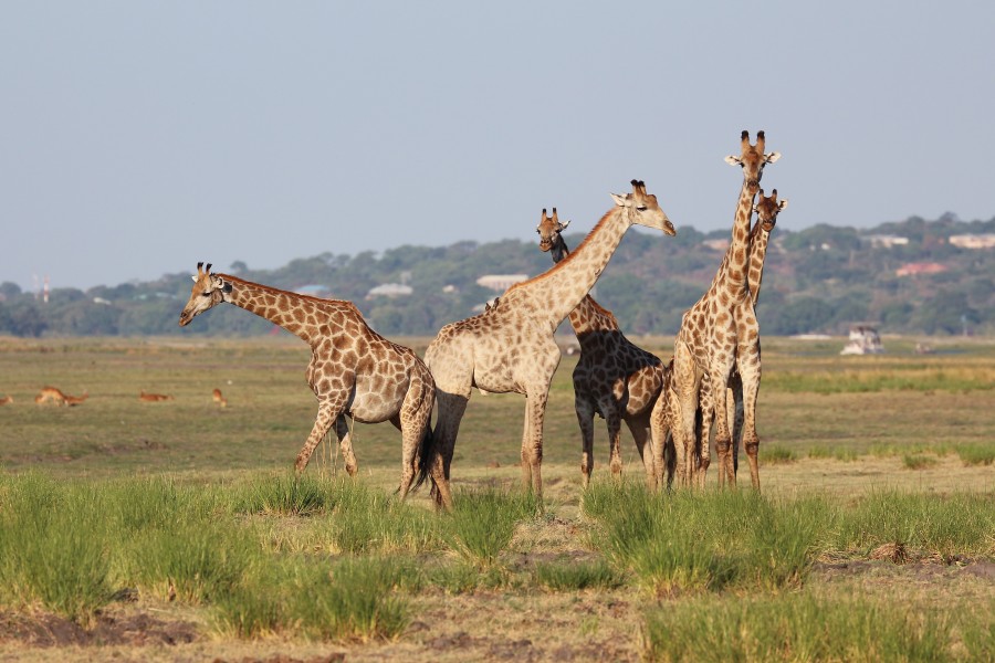 Giraffes in Chobe National Park 03