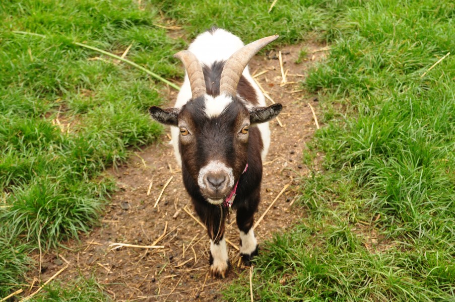 Goat at Powderham Castle (7738)
