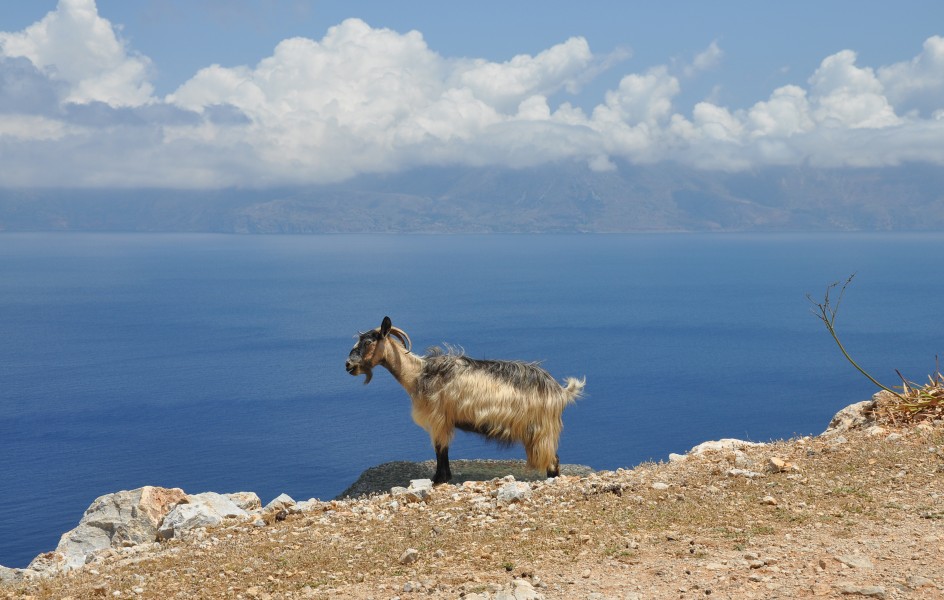 Goat at the Kissamos Gulf in Crete 001