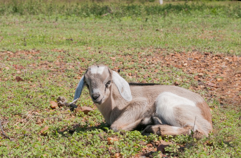 Goat baby in Margarita Island