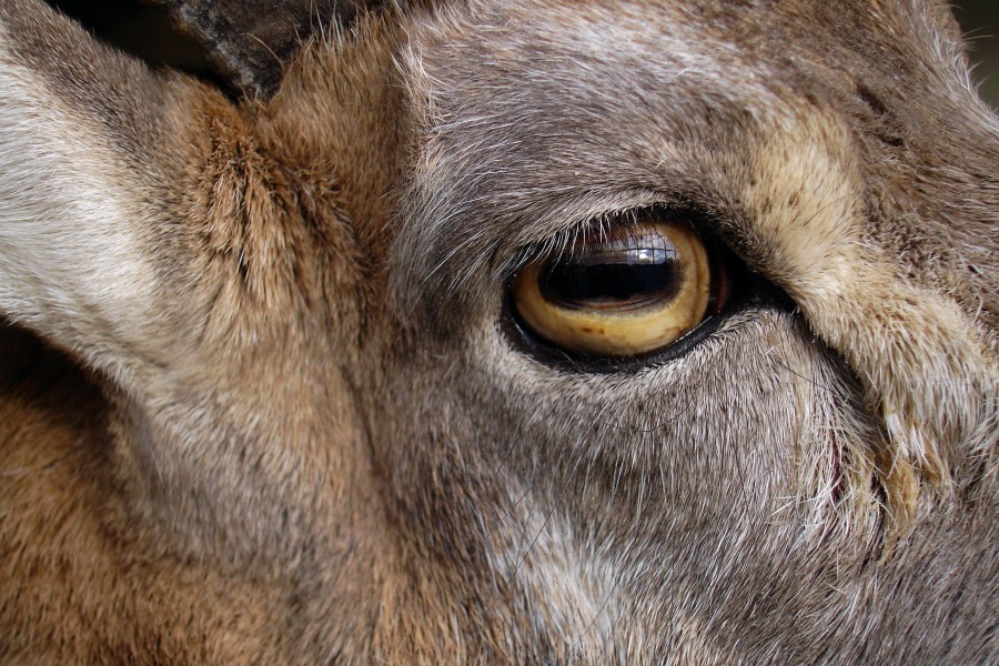 Goat بز 01