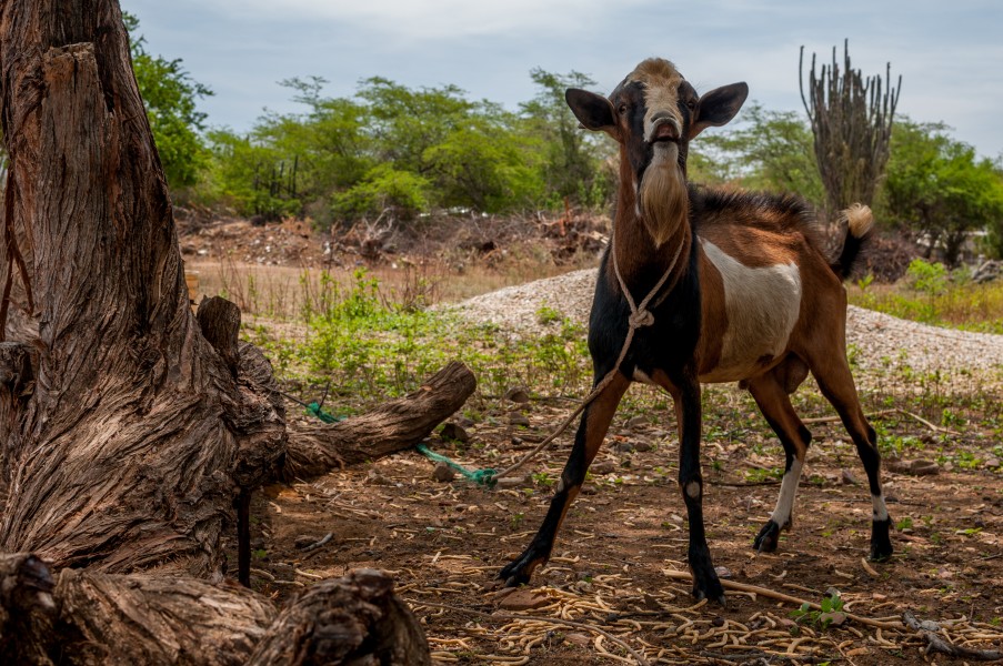 Goat of Margarita