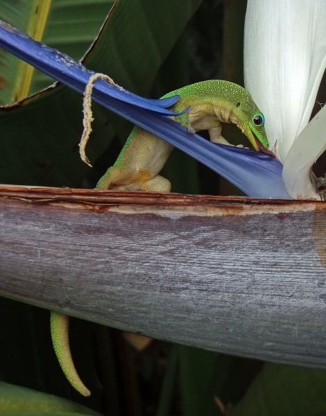 Gold dust day gecko at flower-edit1