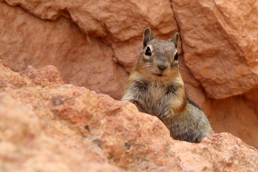 Golden-Mantled Ground Squirrel - Bryce Canyon National Park
