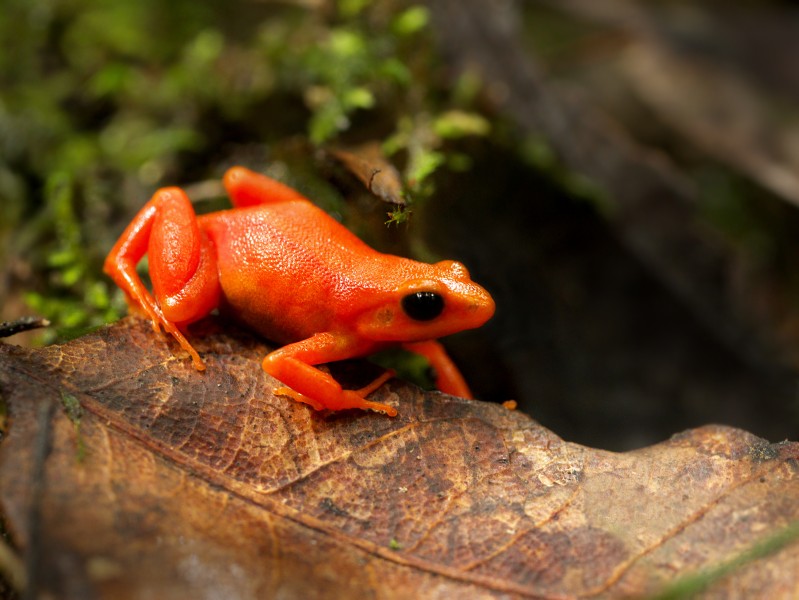Golden Mantella (Mantella aurantiaca), Torotorofotsy wetlands, Madagascar (11937185144)
