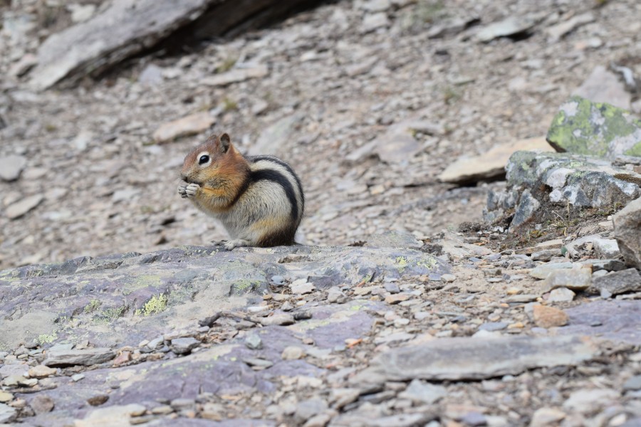 Golden Mantled Ground Squirrel at Lake Moraine