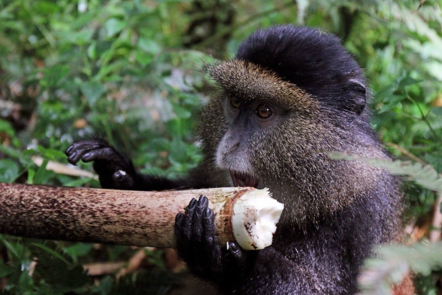 Golden monkey (Cercopithecus kandti) eating