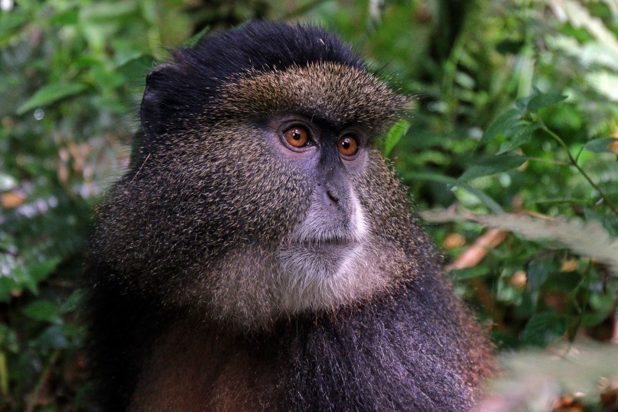 Golden monkey (Cercopithecus kandti) head