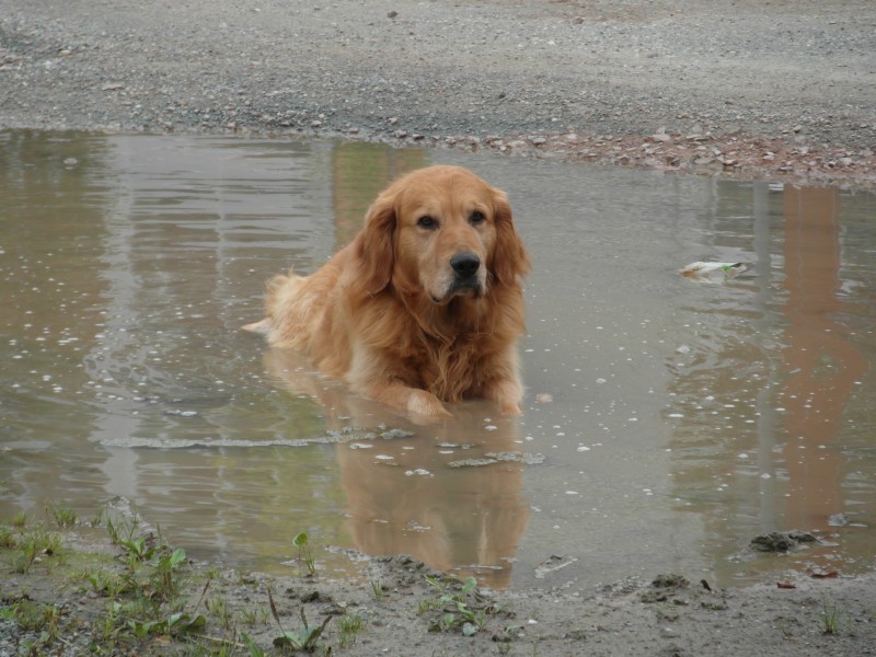 Golden Retriever in a puddle (Barras)