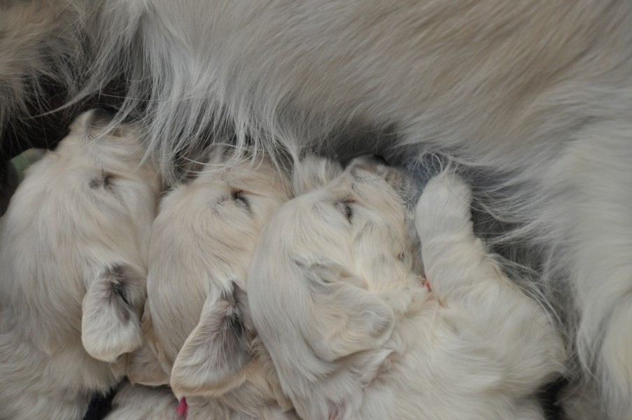 Golden retriever puppies 4 wk