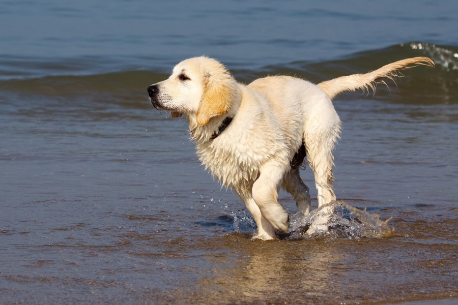 Golden retriever welpe meer