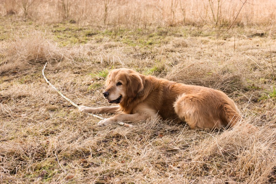 Golden Retriever with a stick (Barras)