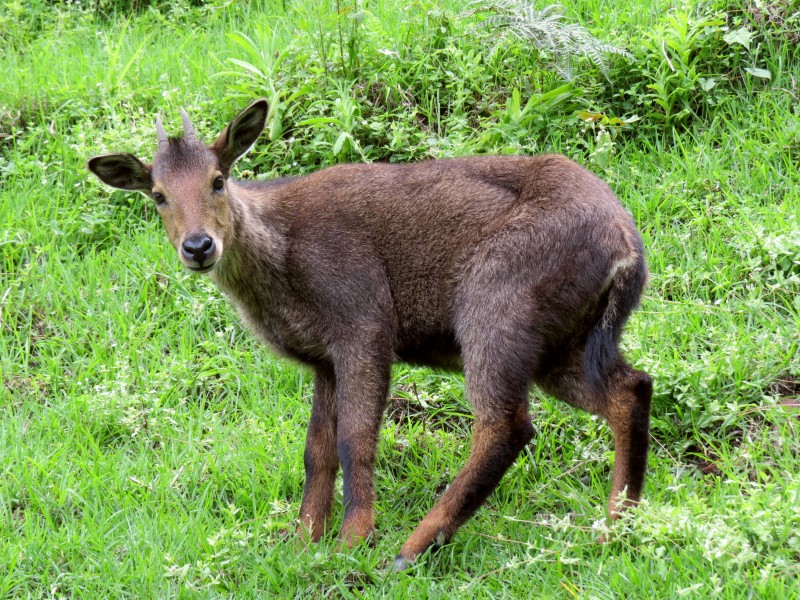 Goral Cheri monastery June 2014 AJT Johnsingh IMG 1305