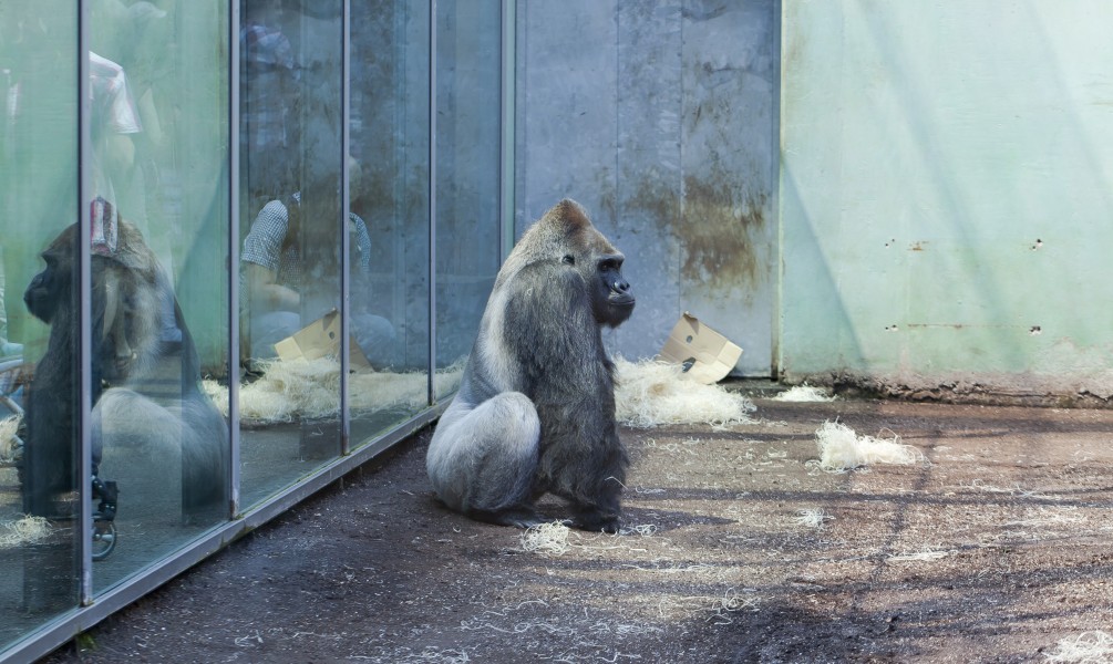 Gorila occidental (Gorilla gorilla), Tierpark Hellabrunn, Múnich, Alemania, 2012-06-17, DD 01