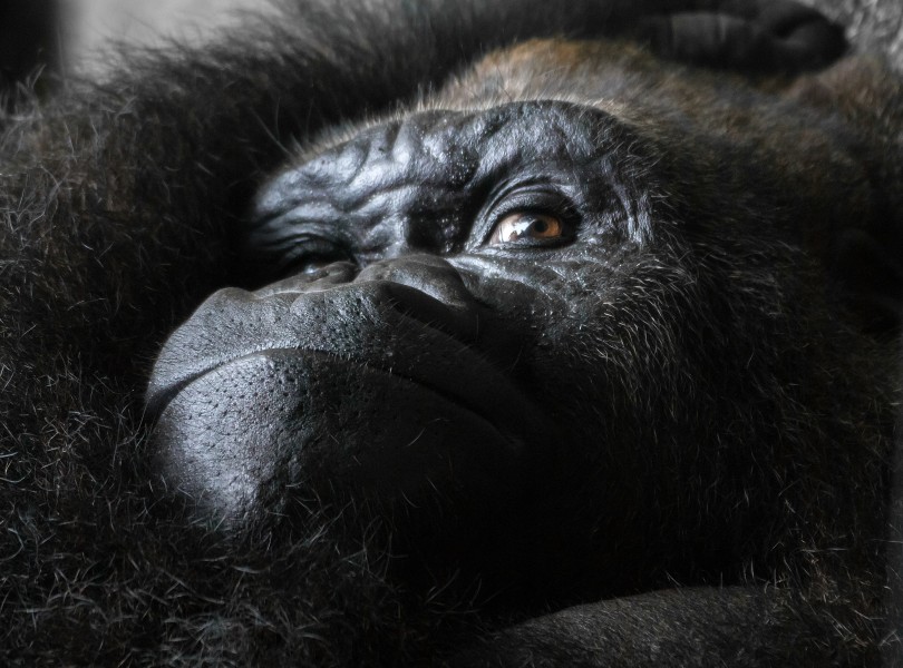 Gorilla gorilla gorilla - Loro Parque 01