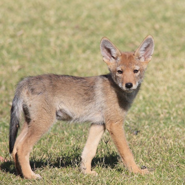 Gpa bill coyote pup