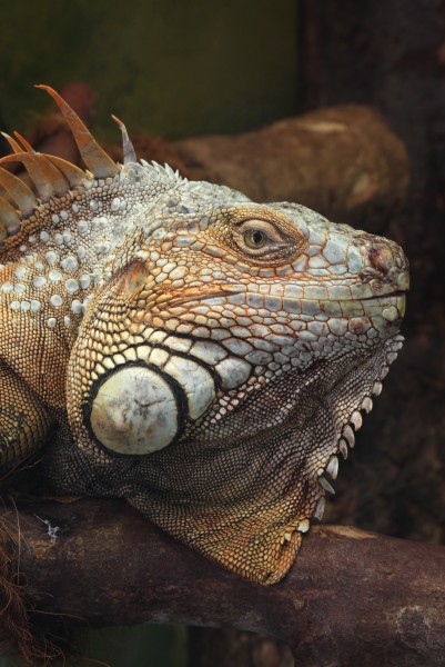 Grüne Leguan Iguana iguana