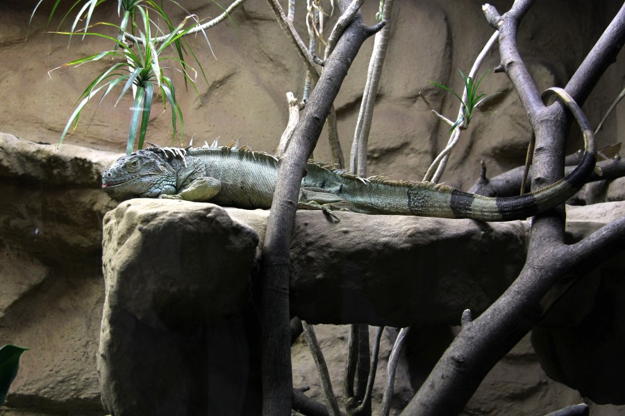 Grüner Leguan im Zoo Neuwied (Sp)