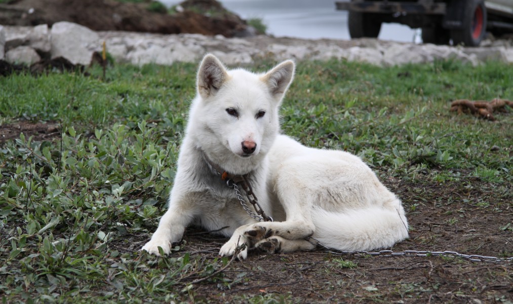 Grønlandshund in Sisimiut (8)