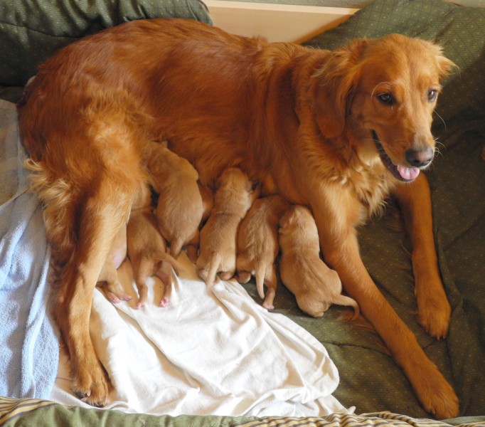 Gracie and her pups - Flickr - Andrea Westmoreland