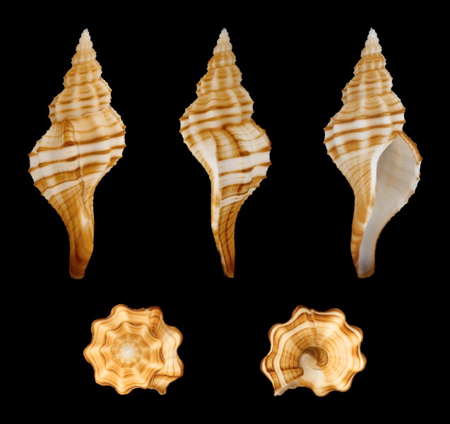 Granulifusus dondani 01