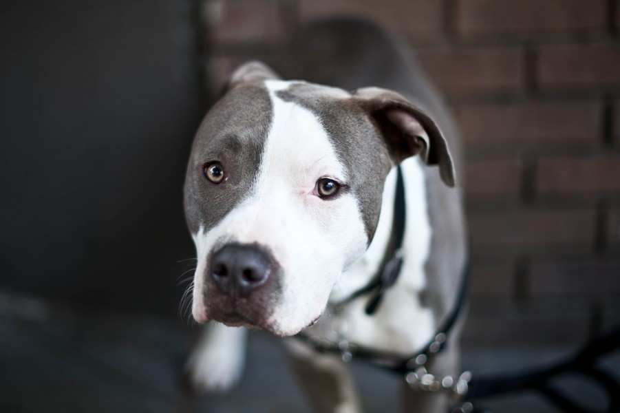 Gray Pit