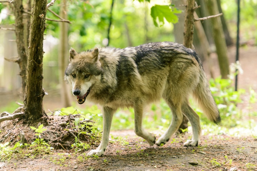 Gray Wolf in Spring (14208643357)