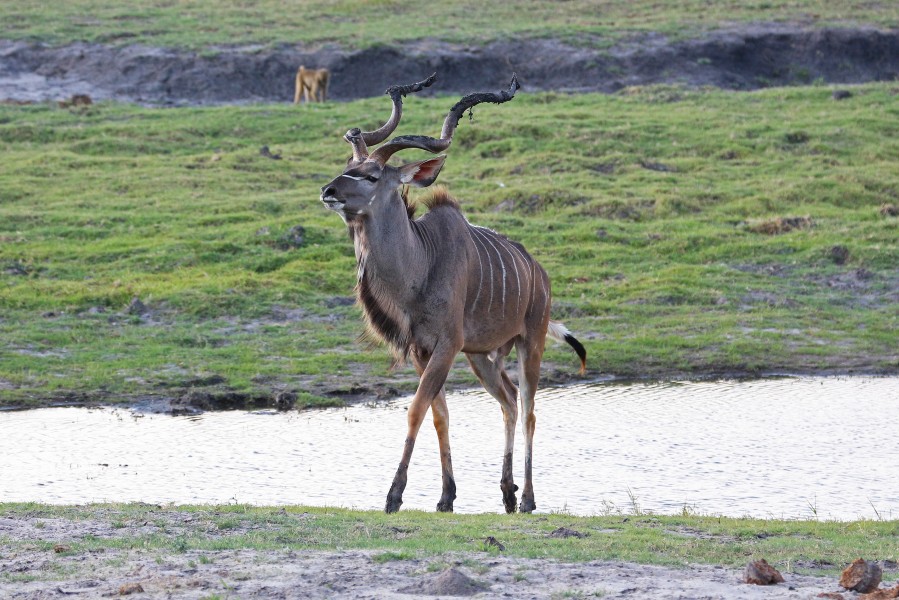 Greater kudu in Chobe National Park 01