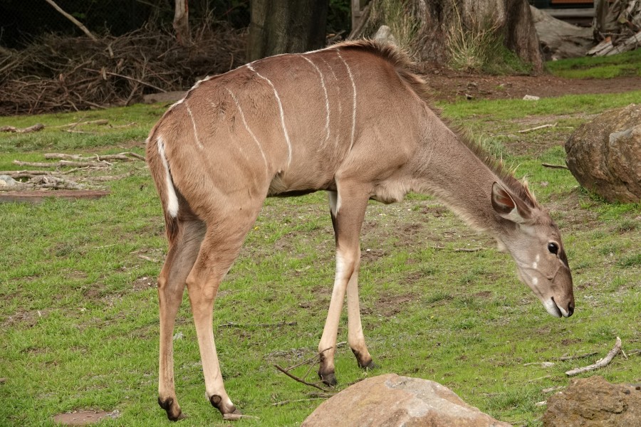 Greater Kudu SF Zoo