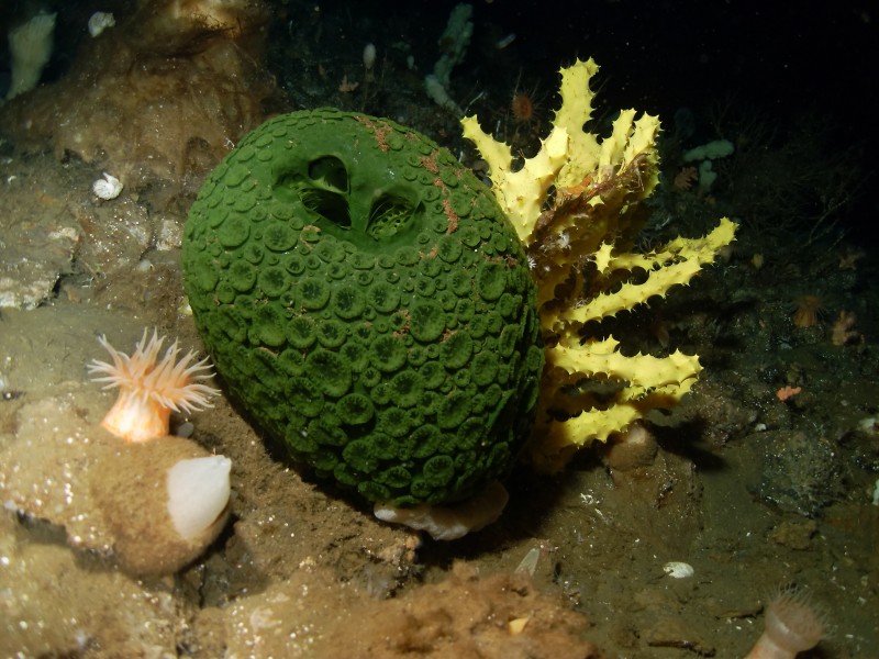 Green and yellow sea sponges, Antarctica