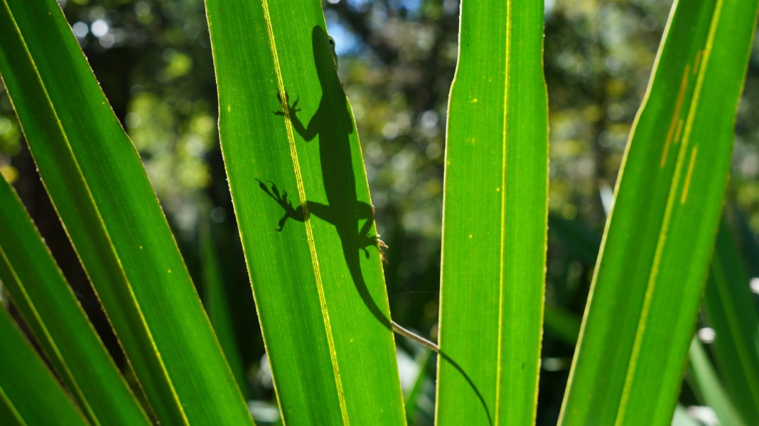 Green anole (Anolis carolinensis) on a frond of saw palmetto (Serenoa repens)