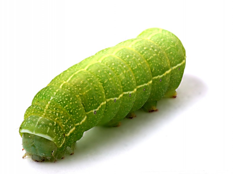 Green caterpillar (1)