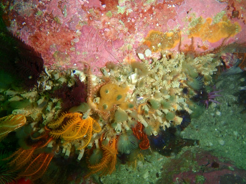 Green colonial fanworns at Rocky Bay PB022135