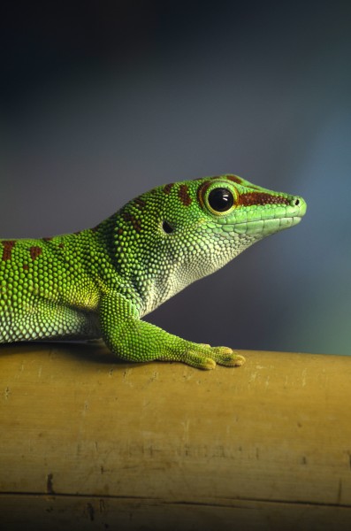 Green day gecko (7387914362)