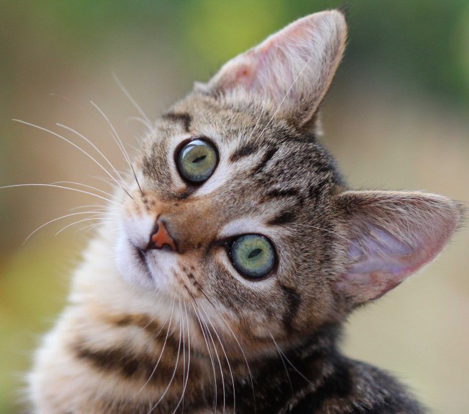 Green eyes kitten
