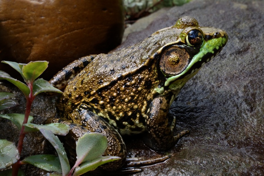 Green Frog