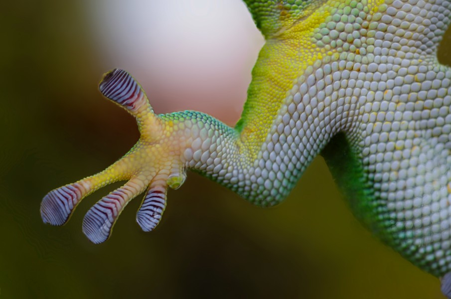 Green gecko paw