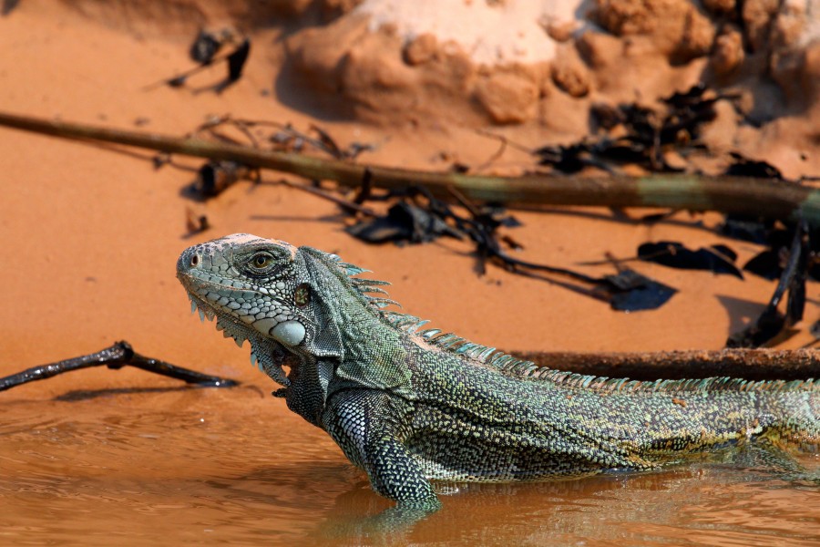 Green iguana (Iguana iguana)