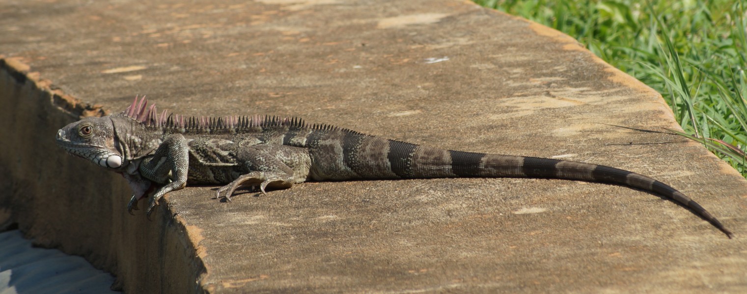 Green Iguana (left side view)